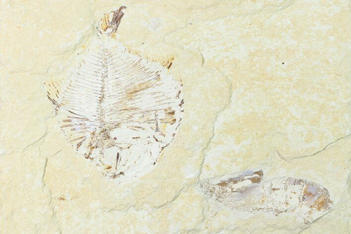 Fossil Fish (Diplomystus Birdi) & Shrimp - Hjoula, Lebanon #162757